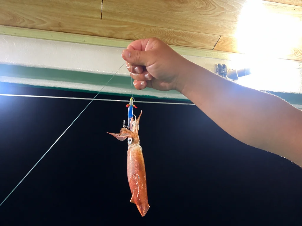 Ngắm hoàng hôn và câu mực đêm